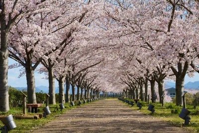 ⛩️ 오노 신사(오노진자) 이미지 2
